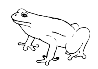 Frog